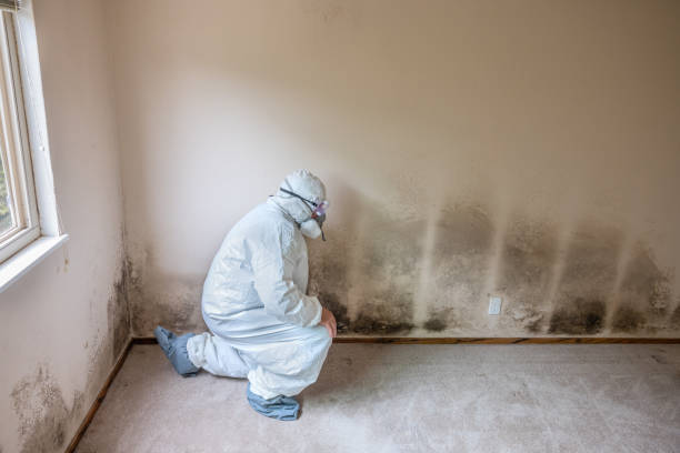 Certified Mold Removal in Swarthmore, PA